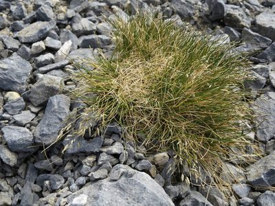 Poa colensoi, photographed by Alice Shanks