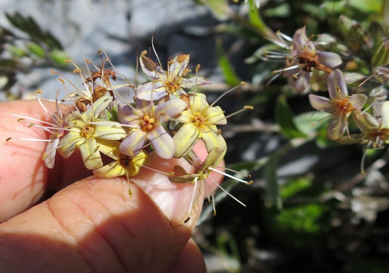 Myosotis concinna, photographed by Alice Shanks
