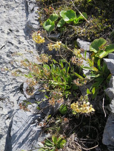 Myosotis concinna, photographed by Alice Shanks
