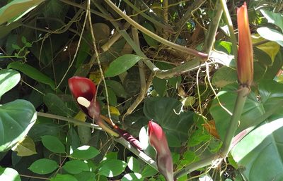 Philodendron erubescens, photographed by alessandradalia