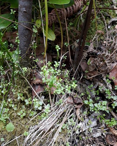 Galium propinquum, photographed by Peter de Lange