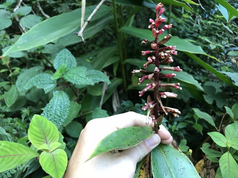Renealmia jamaicensis, photographed by Marcos Rodriguez Bobadilla