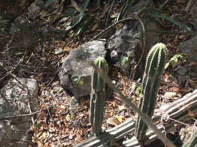 Pilosocereus polygonus, photographed by Marcos Rodriguez Bobadilla
