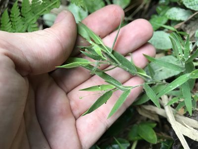 Dichanthelium acuminatum, photographed by Marcos Rodriguez Bobadilla