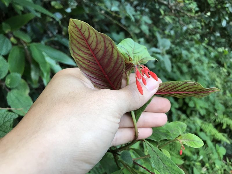 Fuchsia triphylla, photographed by Marcos Rodriguez Bobadilla