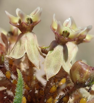 Asclepias crispa, photographed by Nicola van Berkel