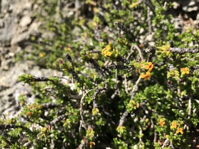 Rachicallis americana, photographed by Marcos Rodriguez Bobadilla