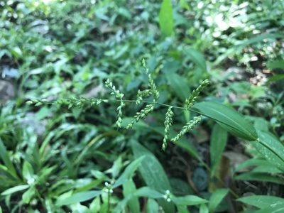 Setaria barbata, photographed by Marcos Rodriguez Bobadilla