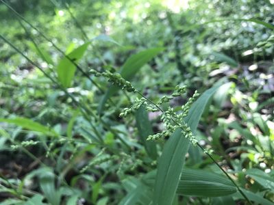Setaria barbata, photographed by Marcos Rodriguez Bobadilla