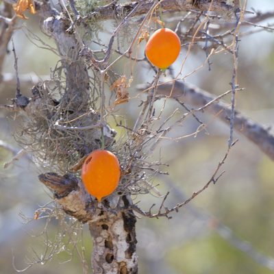 Ibervillea sonorae, photographed by Bill Levine