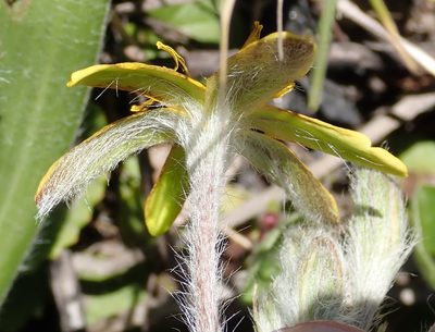 Hypoxis villosa, photographed by Nicola van Berkel
