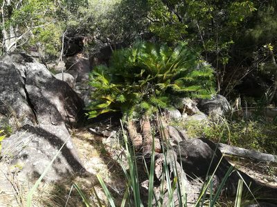 Cycas media, photographed by Julien Renoult