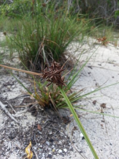 Cyperus planifolius, photographed by Steven Bachman