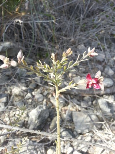 Krameria ixine, photographed by Steven Bachman