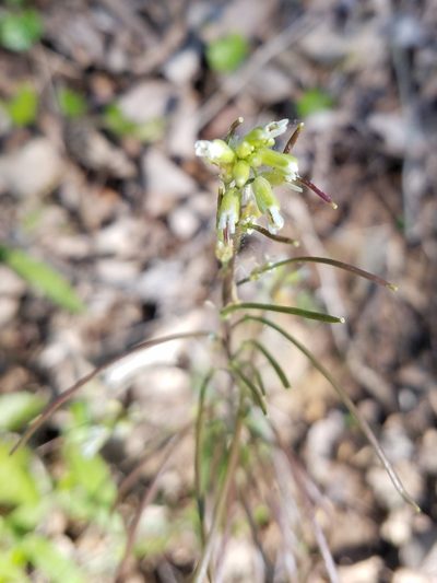 Borodinia missouriensis, photographed by Leila Dasher
