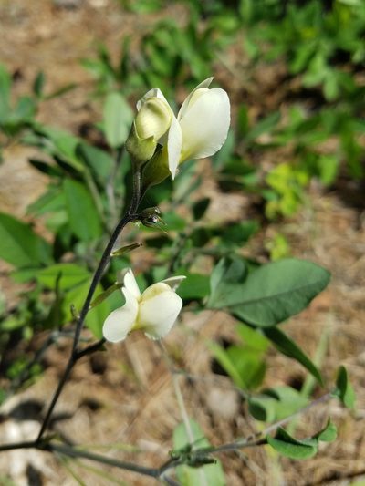 Baptisia bracteata, photographed by Leila Dasher