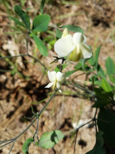 Baptisia bracteata, photographed by Leila Dasher