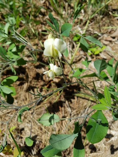 Baptisia bracteata, photographed by Leila Dasher