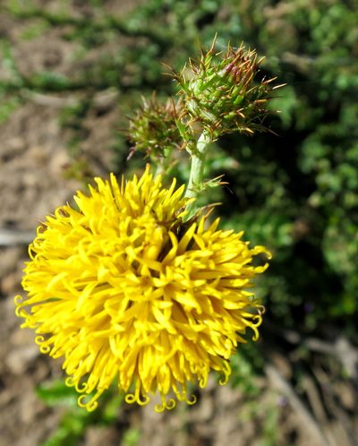 Berkheya carduoides, photographed by Di Turner