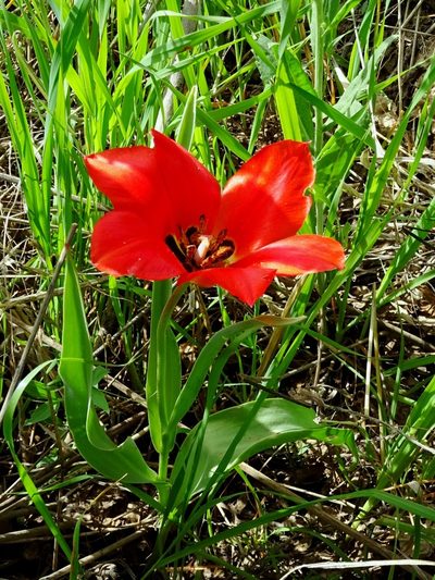 Tulipa fosteriana, photographed by Nasser Halaweh
