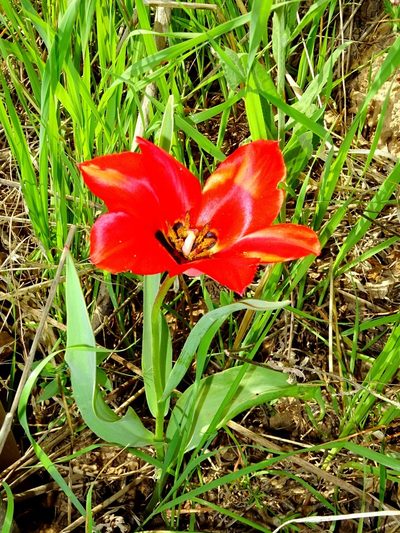 Tulipa fosteriana, photographed by Nasser Halaweh