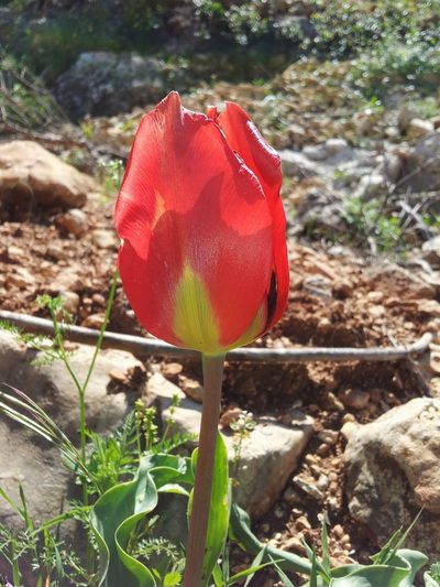Tulipa agenensis, photographed by Nasser Halaweh