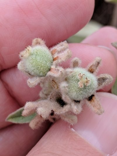 Croton heptalon, photographed by Alison Northup