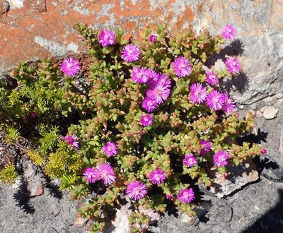 Ruschia cymbifolia, photographed by Nicola van Berkel