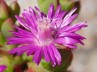 Ruschia cymbifolia, photographed by Nicola van Berkel