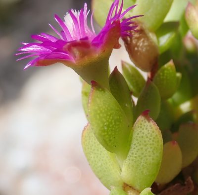 Ruschia cymbifolia, photographed by Nicola van Berkel