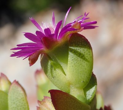 Ruschia cymbifolia, photographed by Nicola van Berkel