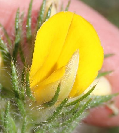 Aspalathus asparagoides, photographed by Nicola van Berkel