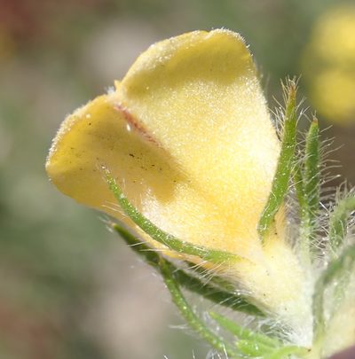 Aspalathus asparagoides, photographed by Nicola van Berkel