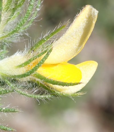 Aspalathus asparagoides, photographed by Nicola van Berkel