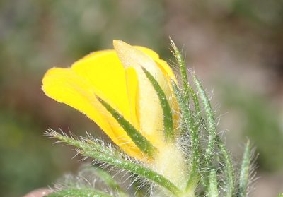 Aspalathus asparagoides, photographed by Nicola van Berkel
