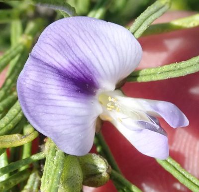 Psoralea vanberkeliae, photographed by Nicola van Berkel