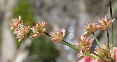 Juncus oxycarpus, photographed by Nicola van Berkel