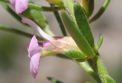 Muraltia knysnaensis, photographed by Nicola van Berkel