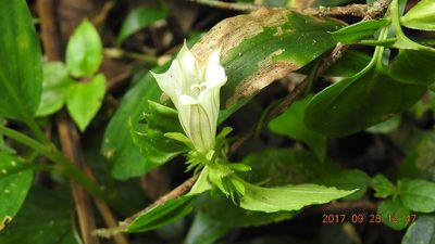 Tripterospermum taiwanense, photographed by fagushayata