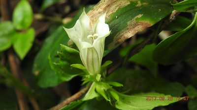 Tripterospermum taiwanense, photographed by fagushayata