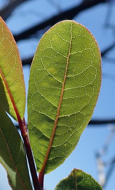 Lachnostylis hirta, photographed by Nicola van Berkel