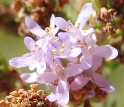 Selago burchellii, photographed by Nicola van Berkel