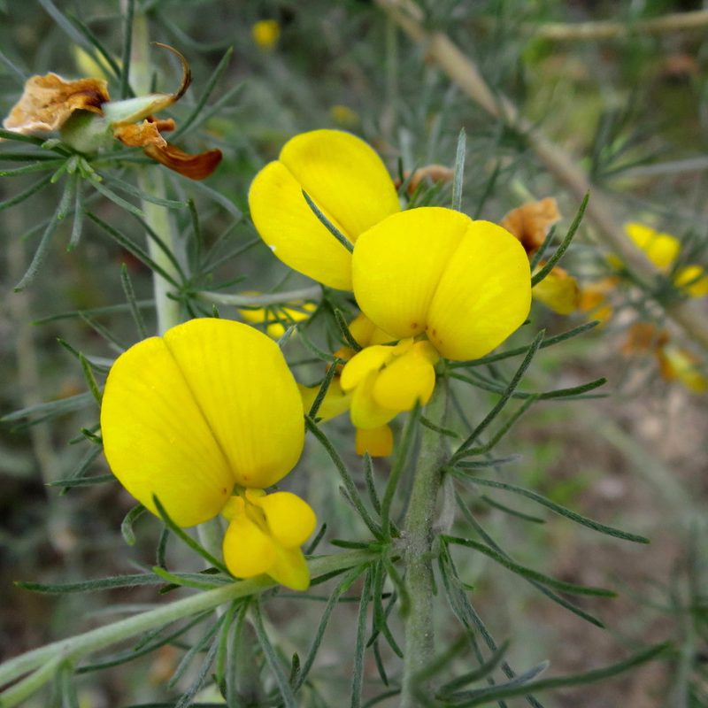 Aspalathus bowieana, photographed by Di Turner