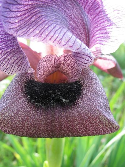 Iris haynei, photographed by Udi Oron אודי אורון
