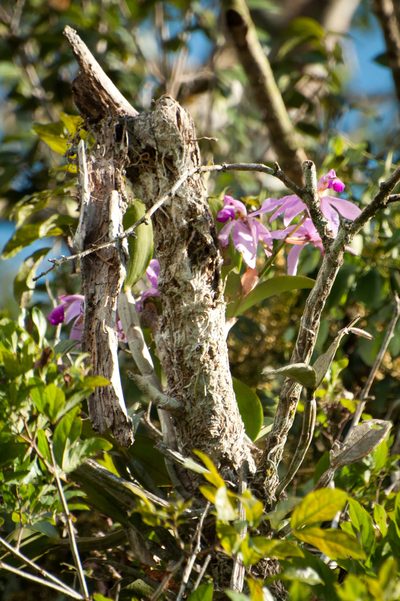 Cattleya violacea, photographed by Oscar Marín