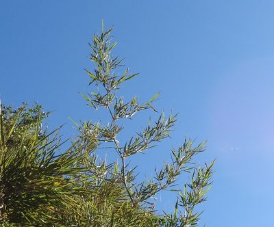 Guadua paniculata, photographed by Francisco Farriols Sarabia