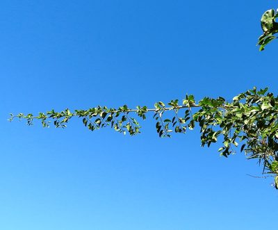 Celtis iguanaea, photographed by Francisco Farriols Sarabia