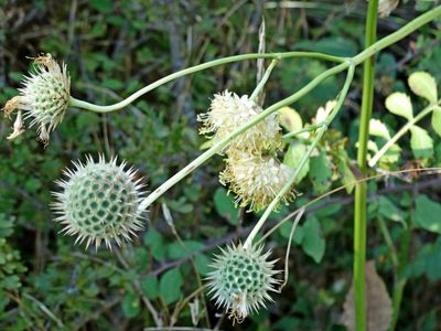 Cephalaria ambrosioides, photographed by Kostas Zontanos