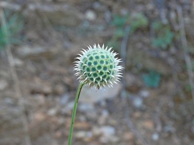 Cephalaria ambrosioides, photographed by Kostas Zontanos