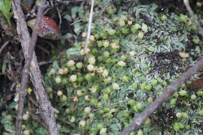 Exormotheca pustulosa, photographed by José Belem Hernández Díaz